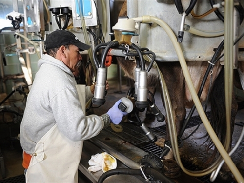 Više od 1.000 proizvođača mlijeka prestalo sa radom