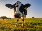 Novo poskupljenje mlijeka pred vratima: BiH farmeri na rubu opstanka