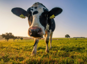 Novo poskupljenje mlijeka pred vratima: BiH farmeri na rubu opstanka