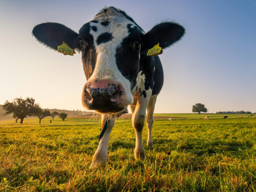 Novo poskupljenje mlijeka pred vratima: BiH farmeri na rubu opstanka