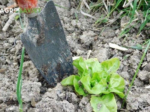 Pravilno presađivanje salate za optimalan razvoj biljke