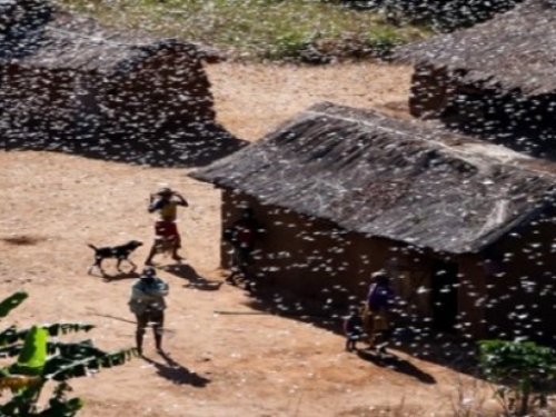 Najmanje 40 umrlih u epidemiji kuge na Madagaskaru