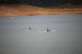 FOTO: Na Ramskom jezeru održana 10. veslačka regata