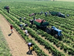 1000 tona paprike iz Hercegovine ide diljem Europe i svijeta