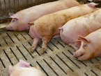 U BiH zbog afričke svinjske kuge eutanazirano preko 25 tisuća životinja