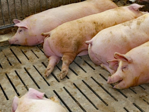 U BiH zbog afričke svinjske kuge eutanazirano preko 25 tisuća životinja