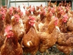 Hrvatska: Zbog ptičje gripe cijelo selo u karanteni