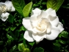 Gardenija - mirisna ljepotica koja čisti zrak i obožava vlagu
