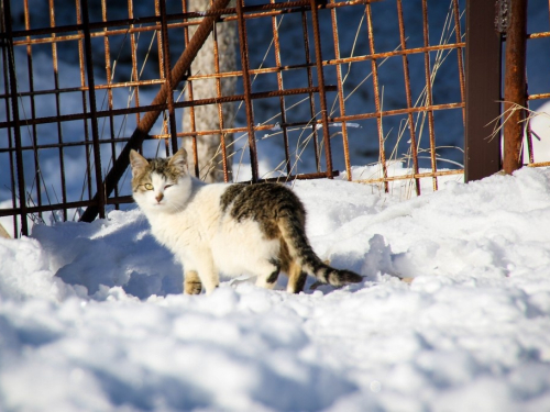 FOTO/VIDEO: Ljepota naizgled nespojivog