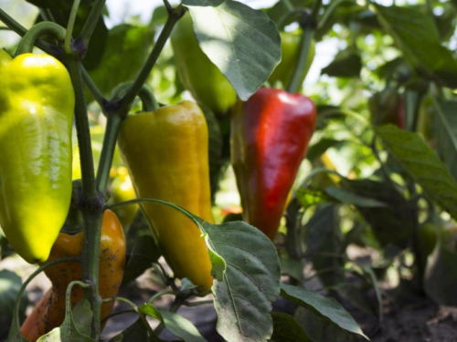 Želite da vam paprika rađa obilno, obavezno uz nju posadite neku od ovih biljaka