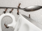 Evo kako se uspješno riješiti mrava u kući