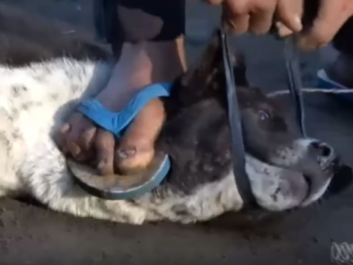 Brutalno ubijaju pse, a meso prodaju turistima kao piletinu