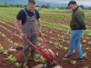 Ante Zadro po danu radi kao zaštitar, popodne sadi duhan