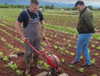Ante Zadro po danu radi kao zaštitar, popodne sadi duhan