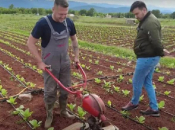 Ante Zadro po danu radi kao zaštitar, popodne sadi duhan
