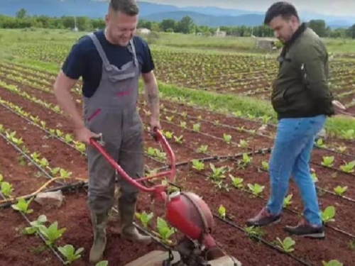 Ante Zadro po danu radi kao zaštitar, popodne sadi duhan
