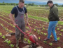 Ante Zadro po danu radi kao zaštitar, popodne sadi duhan