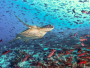 Umjetna inteligencija pomaže u čišćenju otpada iz oceana na obalama Galapagosa