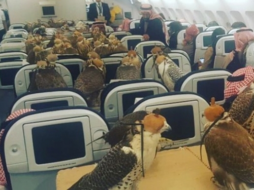 Saudijski princ kupio avionske karte za svojih 80 sokolova