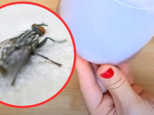 Poprskajte ga po prozorima: Muhe i komarci odmah se okrenu