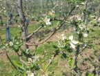 Prevrtljivo proljeće: Kako zaštititi voćke od mraza