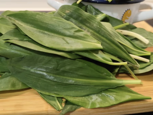 Uzgoj srijemuša u vrtu