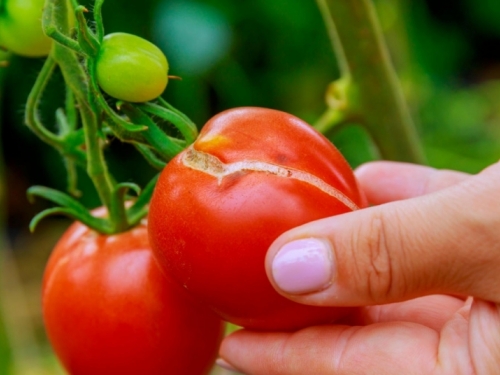 Trik za male vrtove - možete uzgojiti 30 vrsta povrća