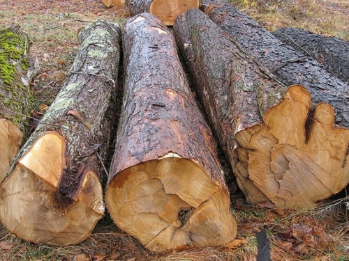 Jača drvni sektor u BiH