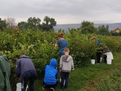 Obitelj Gabrić iz Lipe: Ljubav prema zemlji pretvorili u zlatni liker od aronije