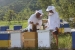 FOTO/VIDEO: Slatka zarada - 700 kila meda Željko proda bez problema