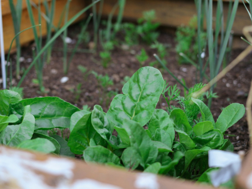 Što saditi u vrtu u ožujku? Biljke koje podnose hladnije proljeće