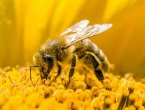 Svjetski dan pčela: Svaki treći zalogaj u ishrani čovjeka zavisi od pčela