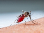 SAD uzgojio komarce ubojice koji će suzbijati bolesti, pustit će ih u prirodu