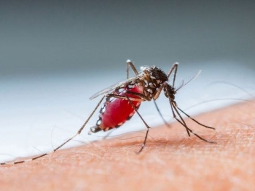 SAD uzgojio komarce ubojice koji će suzbijati bolesti, pustit će ih u prirodu