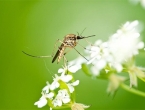 Komarci godišnje ubiju više od 750.000 ljudi