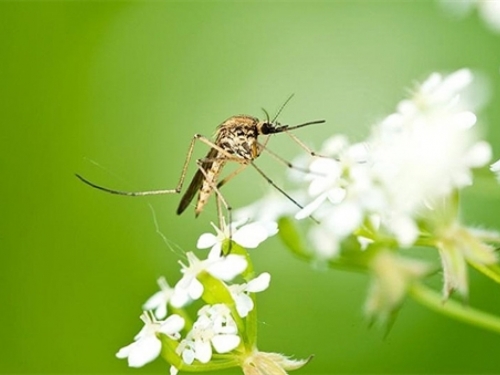 Komarci godišnje ubiju više od 750.000 ljudi