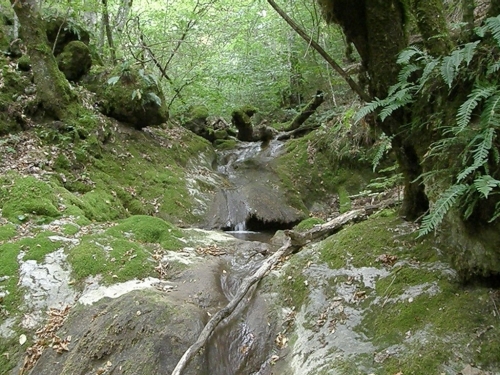 Upoznajmo Ramu: Višnjanski potok
