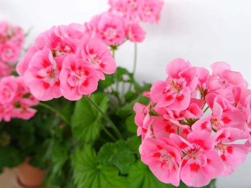 7 savjeta za kupovinu pelargonija koje će bujno cvjetati