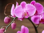 Udahnite život ocvaloj orhideji za nekoliko centi
