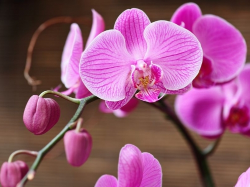 Udahnite život ocvaloj orhideji za nekoliko centi