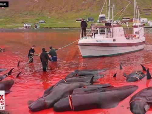 Masovni pokolj kitova i dupina na Farskim otocima