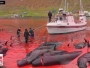 Masovni pokolj kitova i dupina na Farskim otocima