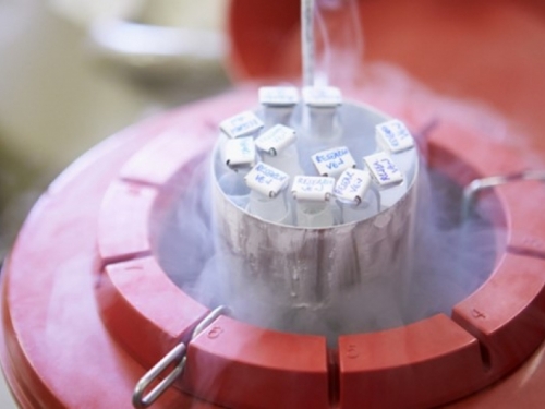 Znanstvenici u laboratoriju razvili ljudski embrij do 13. dana