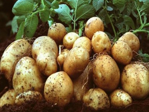 Kiša i bolest desetkovale prinos krumpira u Bosni i Hercegovini