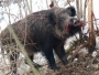 U Tomislavgradu izdana zabrana lova na divlje svinje