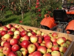 Koje sorte jabuke se mogu duže čuvati i zašto ih držati što dalje od luka?