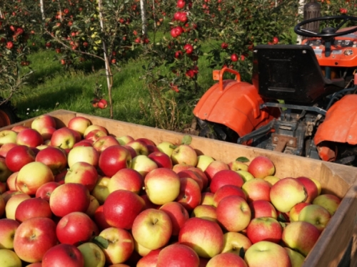 Koje sorte jabuke se mogu duže čuvati i zašto ih držati što dalje od luka?