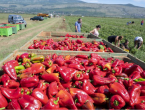 Vrijedne ruke Hercegovaca beru tone paprike koja ide na tržište Europske unije
