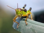 Cvrčci vas više neće živcirati: Ova vrsta izumire!