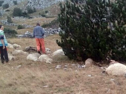 Grom usmrtio 32 ovce u vlasništvu obitelji Prskalo na planini Čabulji